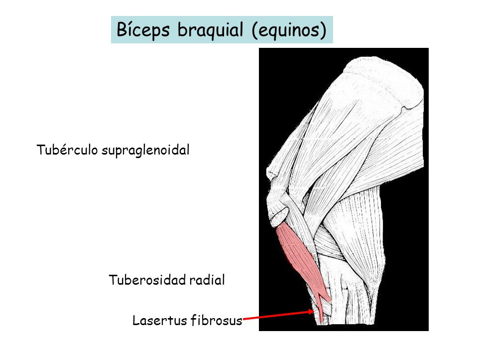 Bíceps braquial (equinos)