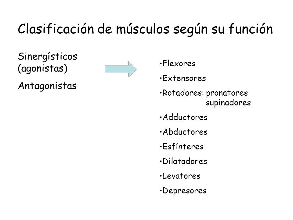 Clasificación de músculos según su función