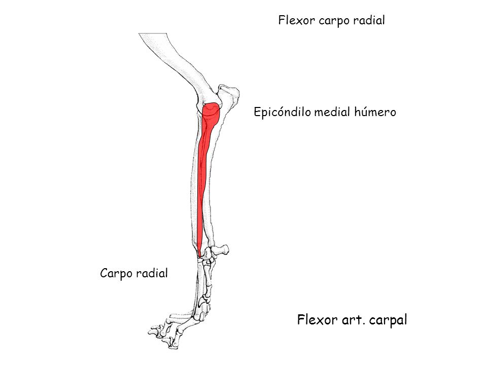 Flexor art. carpal Flexor carpo radial Epicóndilo medial húmero