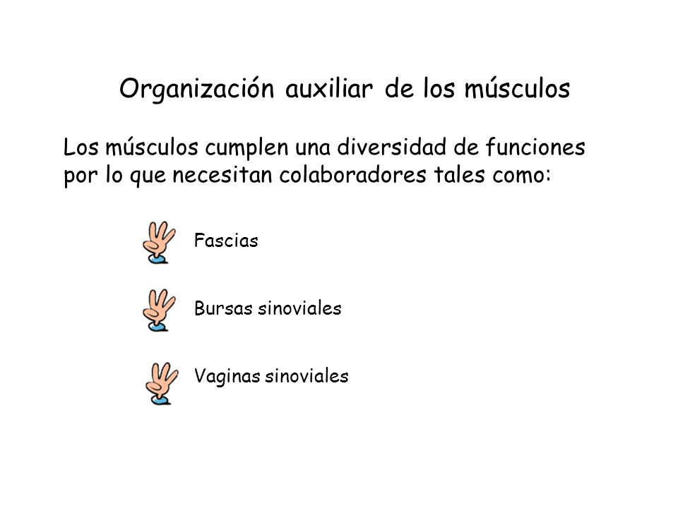 Organización auxiliar de los músculos