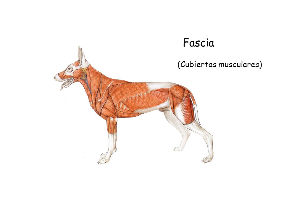Fascia (Cubiertas musculares)