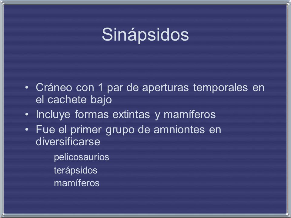 Sinápsidos Cráneo con 1 par de aperturas temporales en el cachete bajo