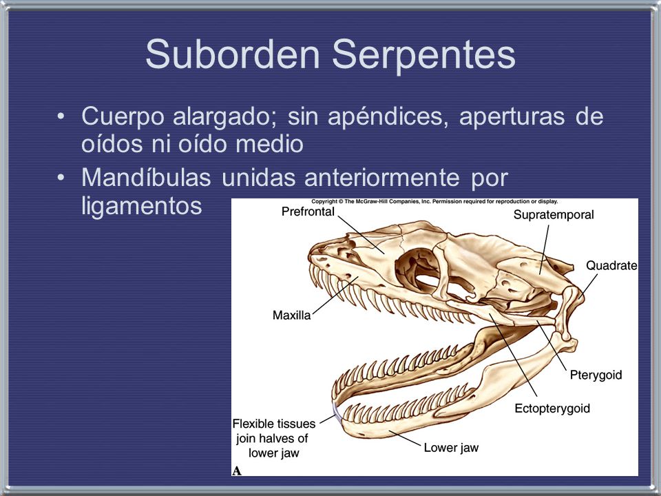 Suborden Serpentes Cuerpo alargado; sin apéndices, aperturas de oídos ni oído medio.