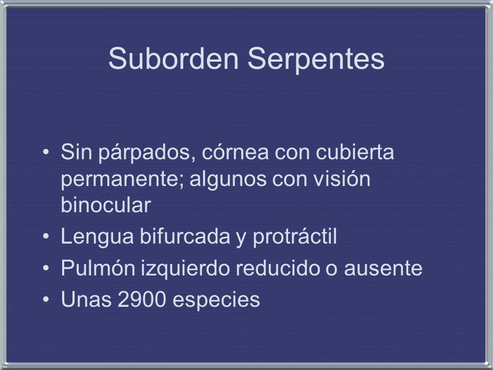 Suborden Serpentes Sin párpados, córnea con cubierta permanente; algunos con visión binocular. Lengua bifurcada y protráctil.