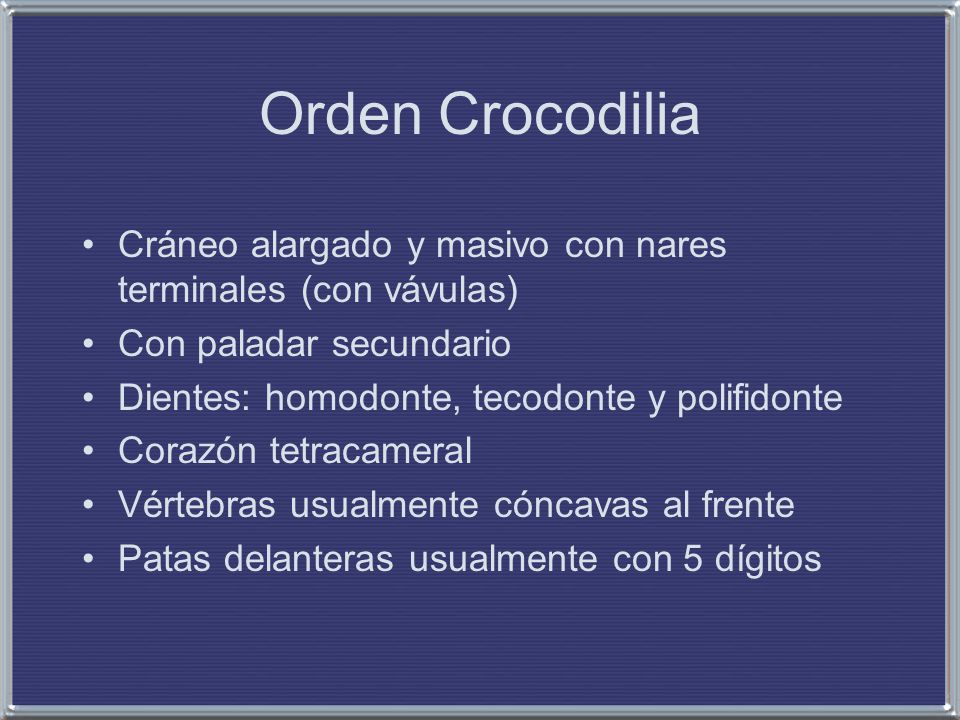 Orden Crocodilia Cráneo alargado y masivo con nares terminales (con vávulas) Con paladar secundario.
