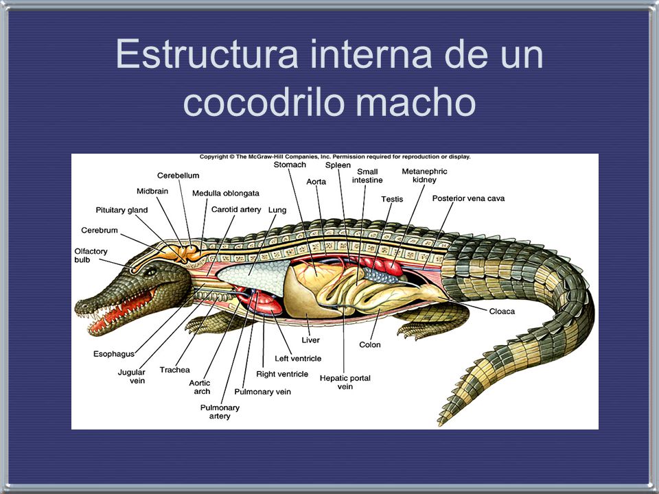 Phylum Chordata Los Reptiles - ppt video online descargar
