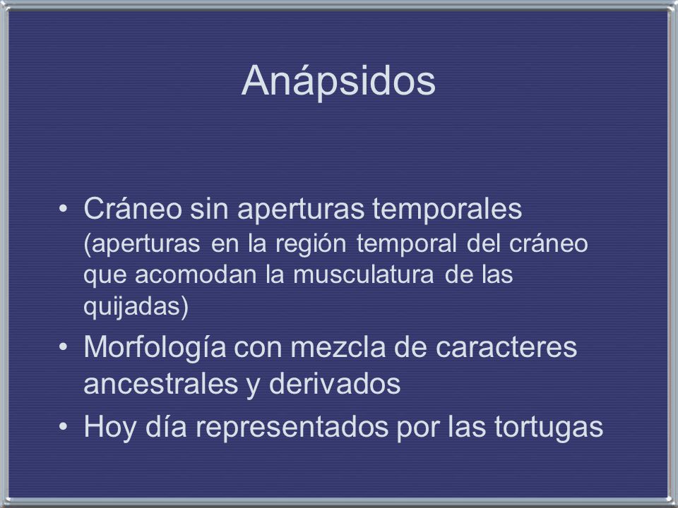Anápsidos Cráneo sin aperturas temporales (aperturas en la región temporal del cráneo que acomodan la musculatura de las quijadas)