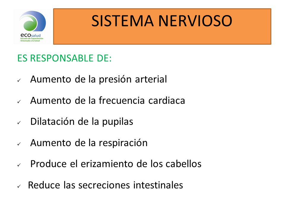 SISTEMA NERVIOSO ES RESPONSABLE DE: Aumento de la presión arterial