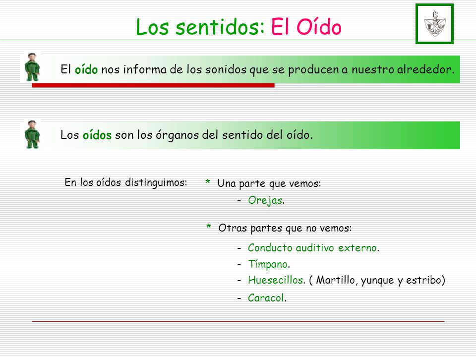 Los sentidos: El Oído El oído nos informa de los sonidos que se producen a nuestro alrededor. Los oídos son los órganos del sentido del oído.