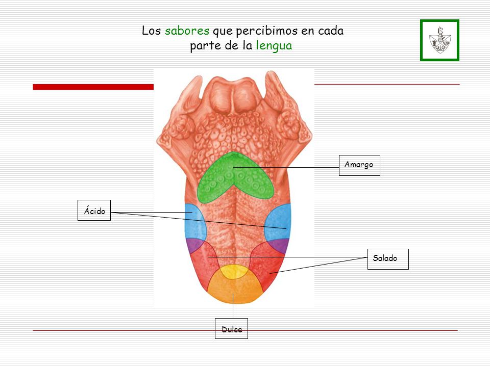 Los sabores que percibimos en cada parte de la lengua