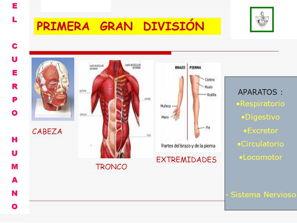 PRIMERA GRAN DIVISIÓN E L C U R P O H M APARATOS : A Respiratorio N