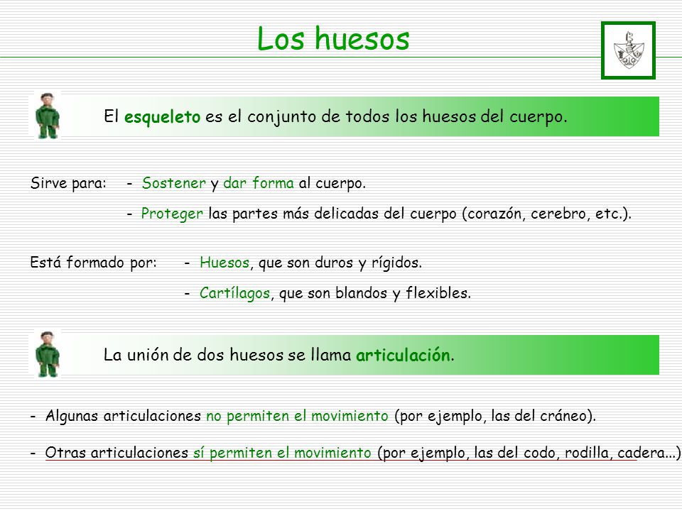 Los huesos El esqueleto es el conjunto de todos los huesos del cuerpo.