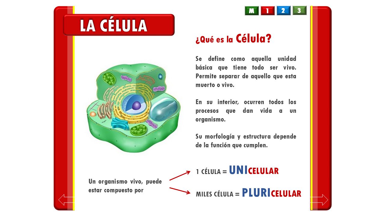 LA CÉLULA ¿Qué es la Célula M 1 2 3