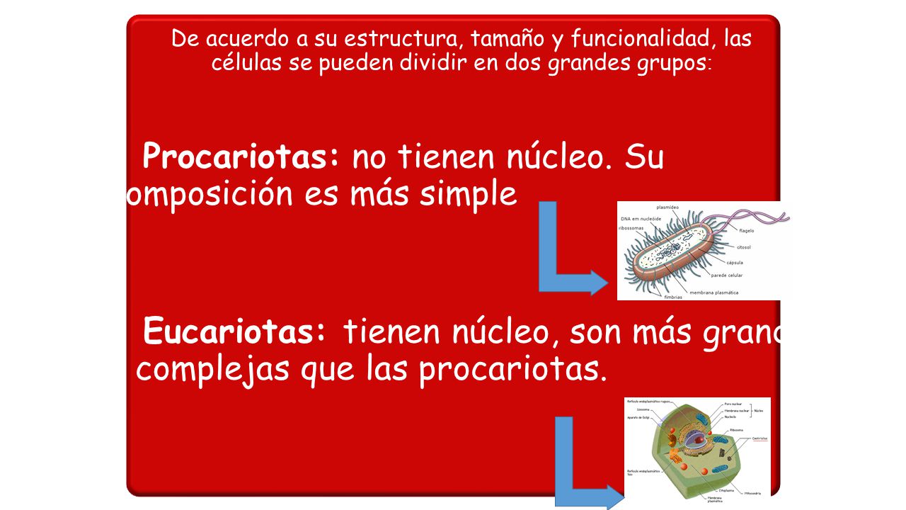 - Procariotas: no tienen núcleo. Su composición es más simple