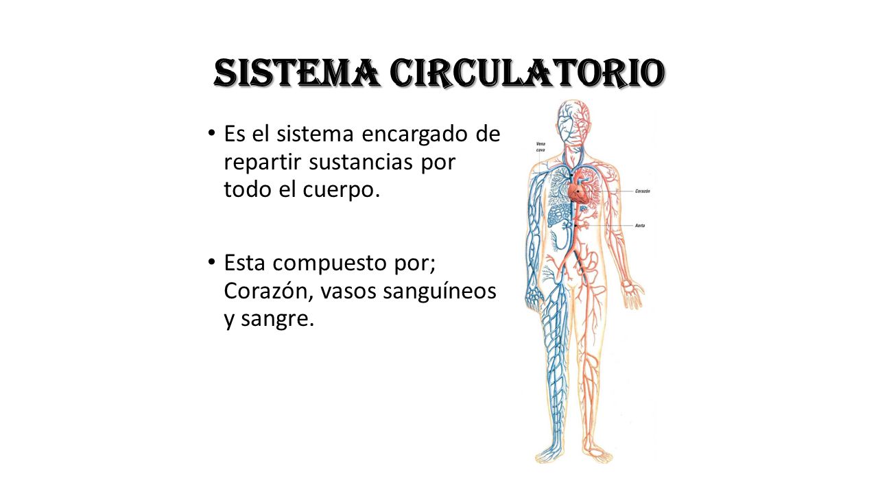 Sistema circulatorio Es el sistema encargado de repartir sustancias por todo el cuerpo.