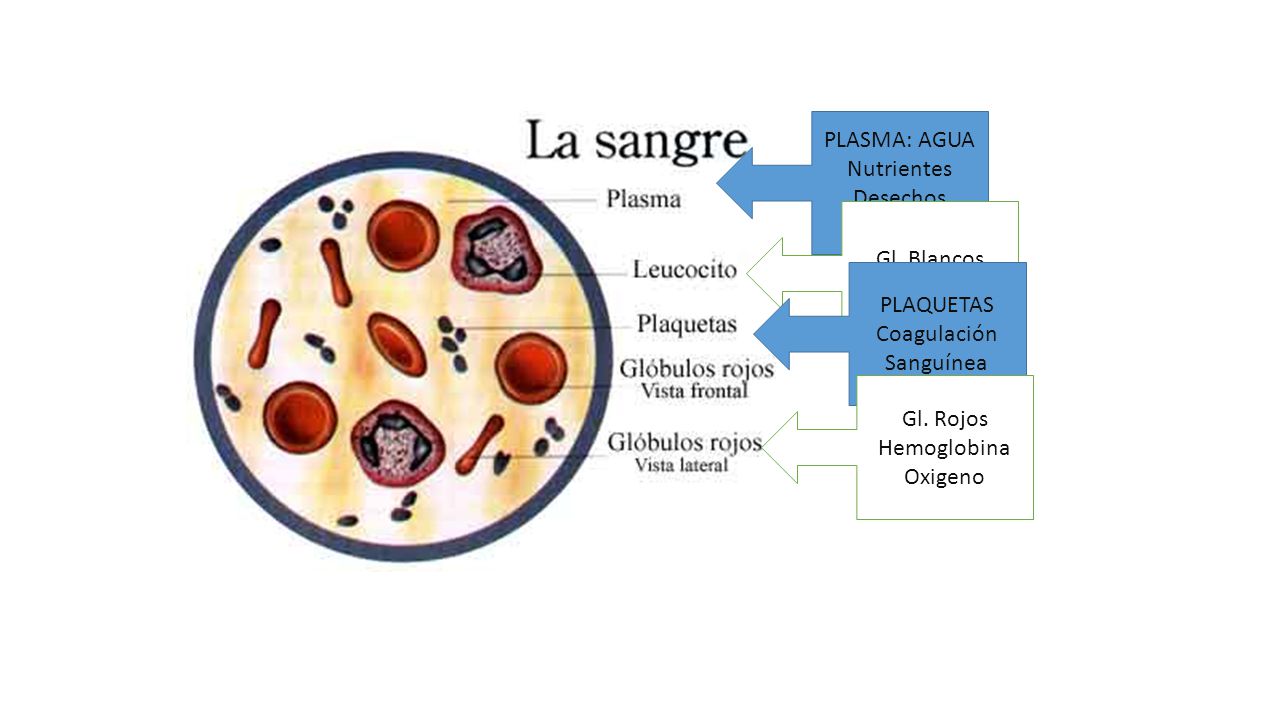PLASMA: AGUA Nutrientes. Desechos celulares. Gl. Blancos. Protección. PLAQUETAS. Coagulación. Sanguínea.