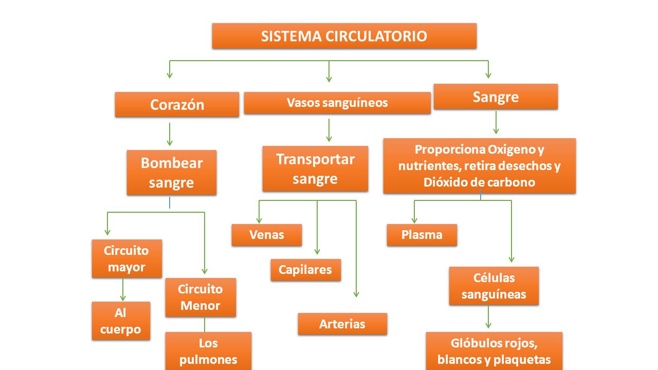 SISTEMA CIRCULATORIO Sangre Corazón Transportar sangre Bombear sangre