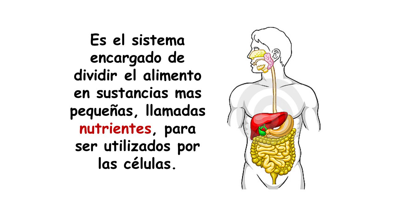 Es el sistema encargado de dividir el alimento en sustancias mas pequeñas, llamadas nutrientes, para ser utilizados por las células.
