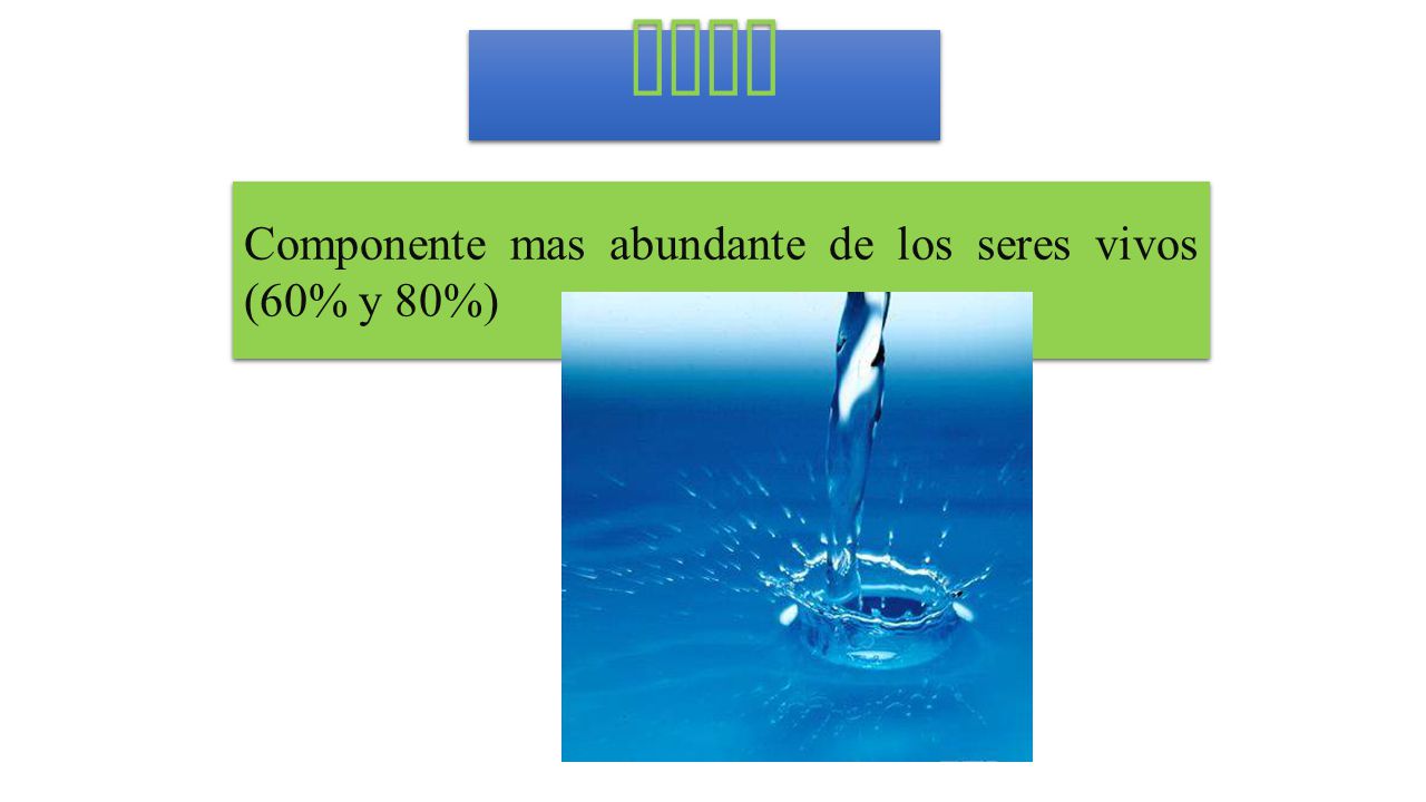 Agua Componente mas abundante de los seres vivos (60% y 80%)