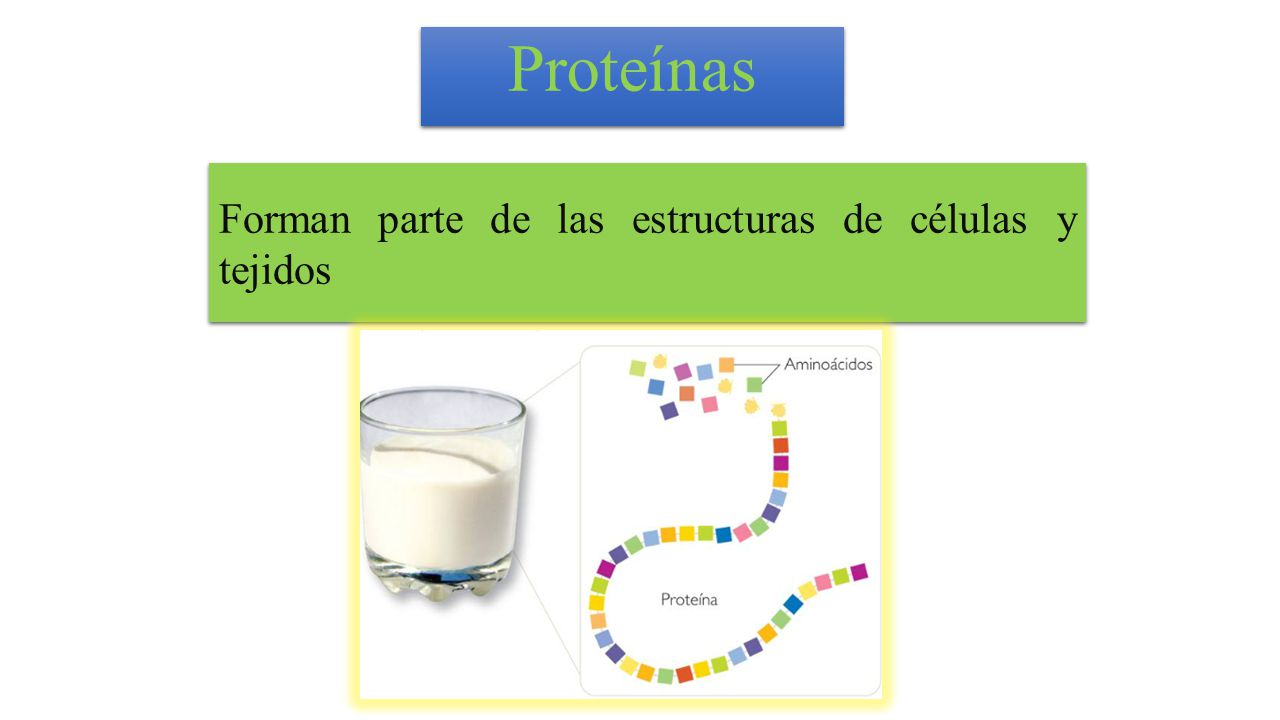 Proteínas Forman parte de las estructuras de células y tejidos