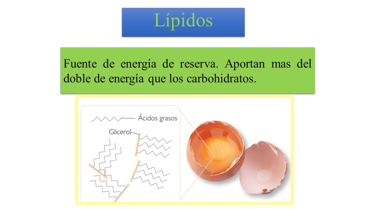 Lípidos Fuente de energía de reserva. Aportan mas del doble de energía que los carbohidratos.