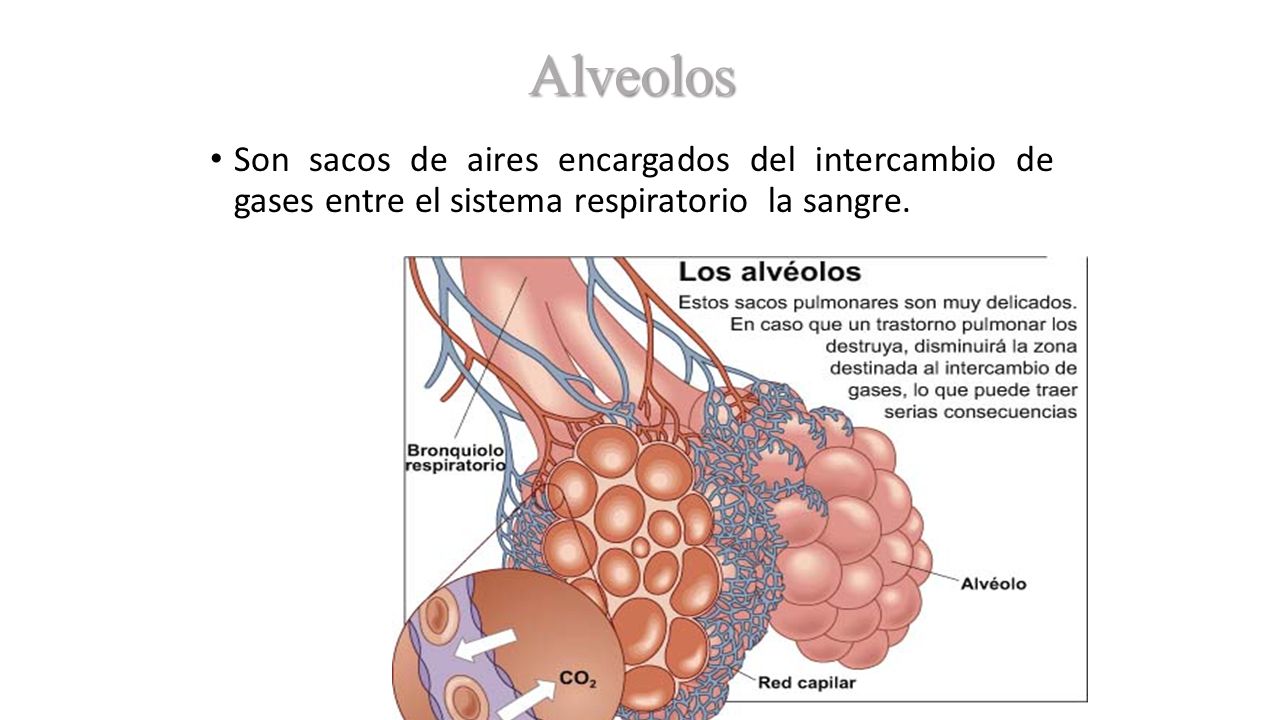 Alveolos Son sacos de aires encargados del intercambio de gases entre el sistema respiratorio la sangre.