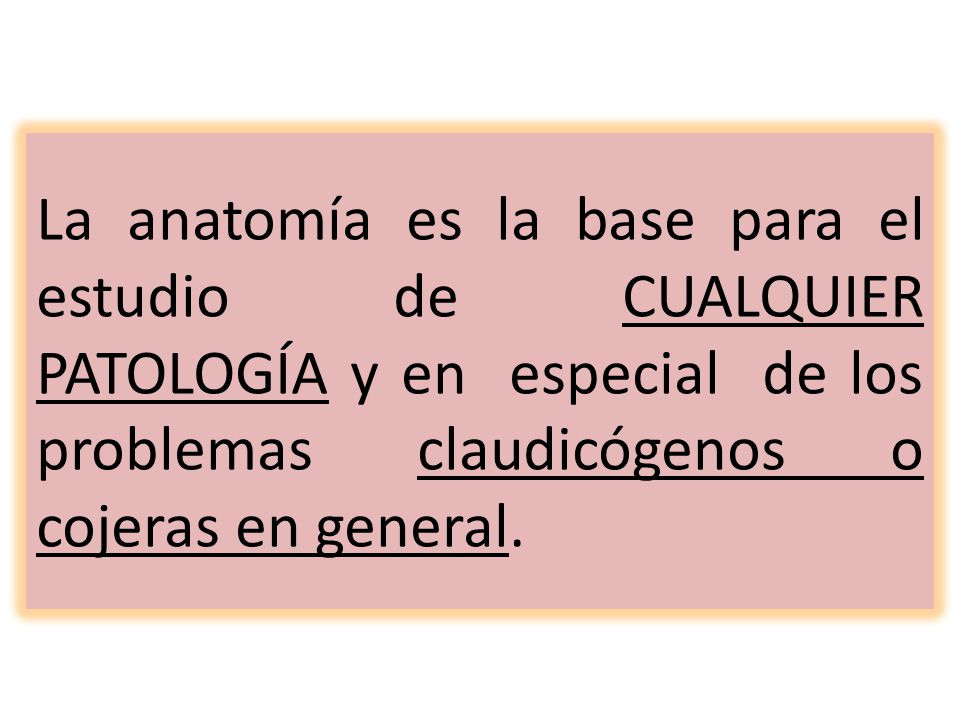 La anatomía es la base para el estudio de CUALQUIER PATOLOGÍA y en especial de los problemas claudicógenos o cojeras en general.