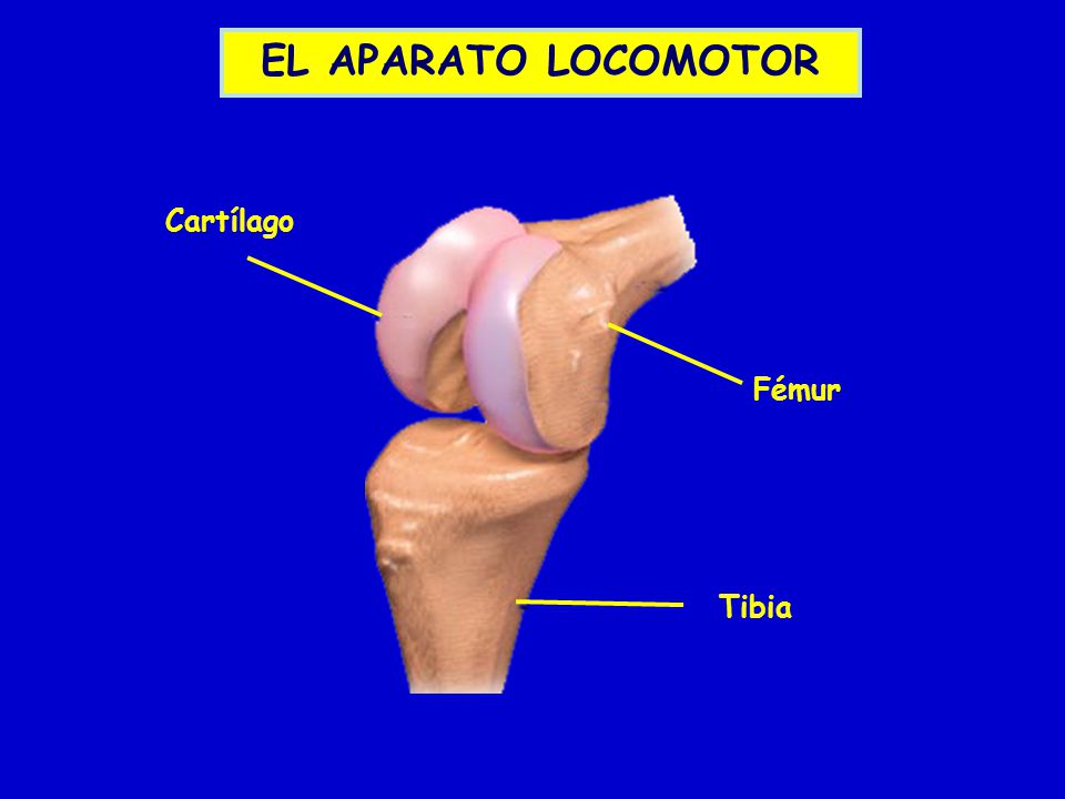 EL APARATO LOCOMOTOR Cartílago Fémur Tibia