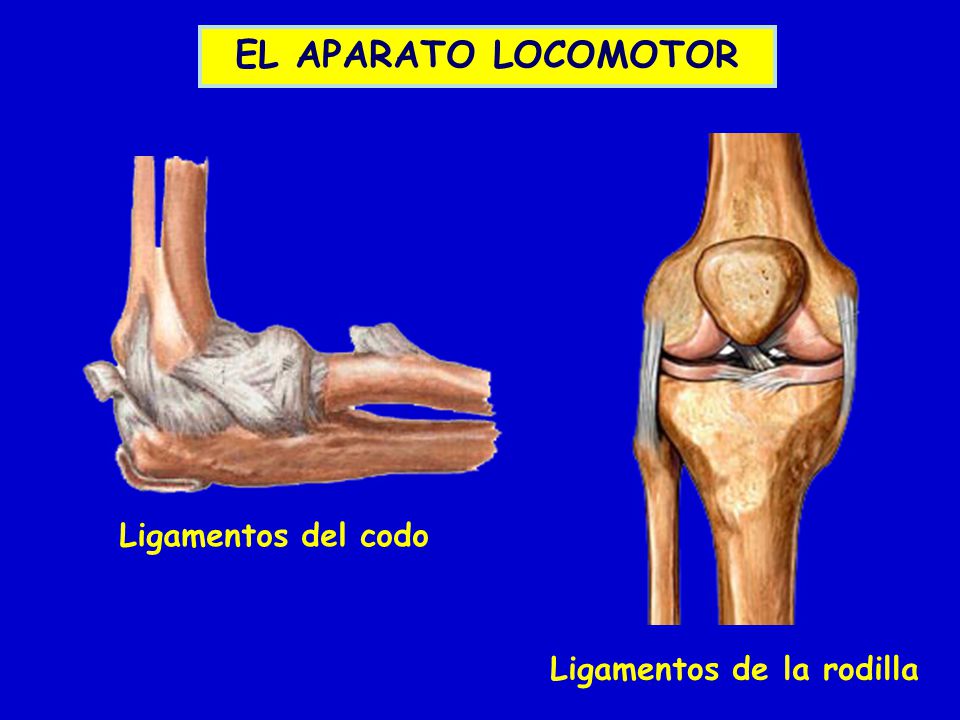 EL APARATO LOCOMOTOR Ligamentos del codo Ligamentos de la rodilla