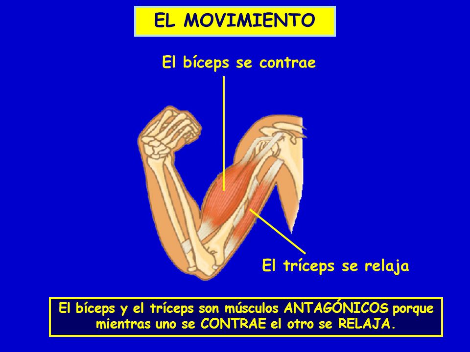 EL MOVIMIENTO El bíceps se contrae El tríceps se relaja