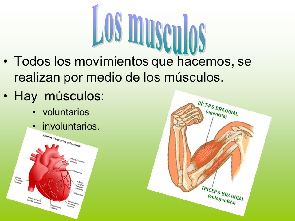 Los musculos Todos los movimientos que hacemos, se realizan por medio de los músculos. Hay músculos: