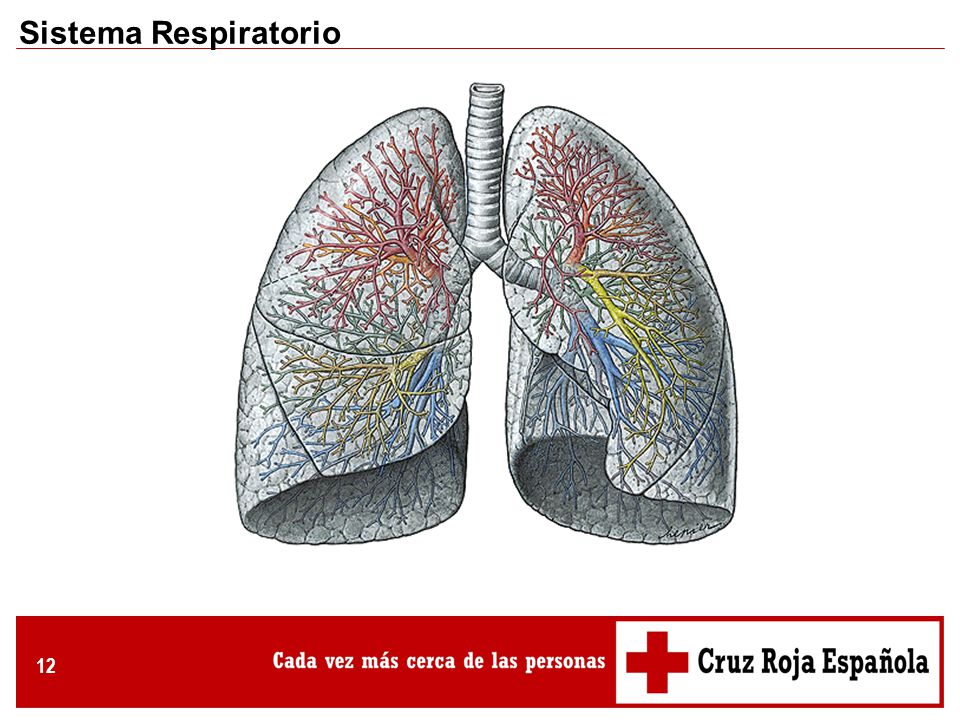 Sistema Respiratorio