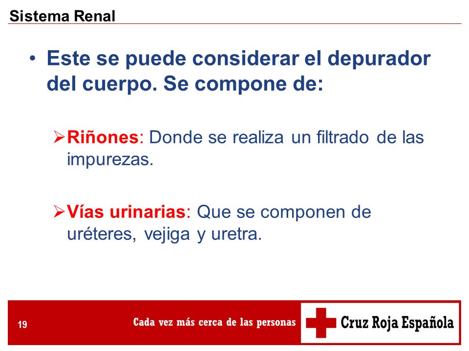 Este se puede considerar el depurador del cuerpo. Se compone de: