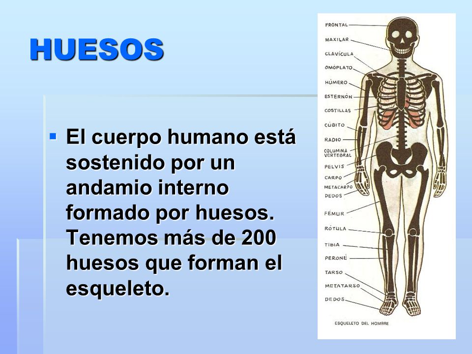 HUESOS El cuerpo humano está sostenido por un andamio interno formado por huesos.