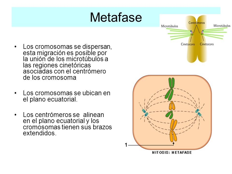 Metafase