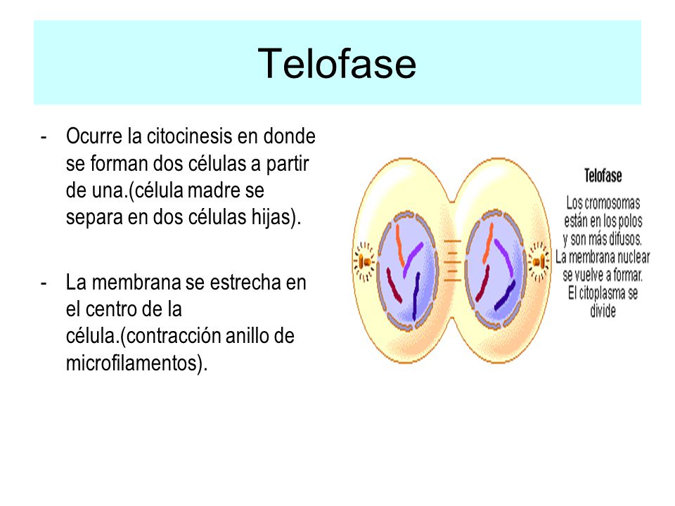 Telofase Ocurre la citocinesis en donde se forman dos células a partir de una.(célula madre se separa en dos células hijas).