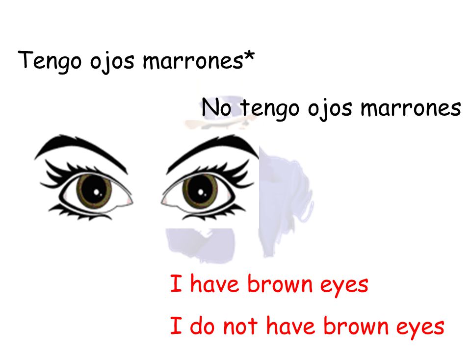 Tengo ojos marrones* No tengo ojos marrones I have brown eyes I do not have brown eyes