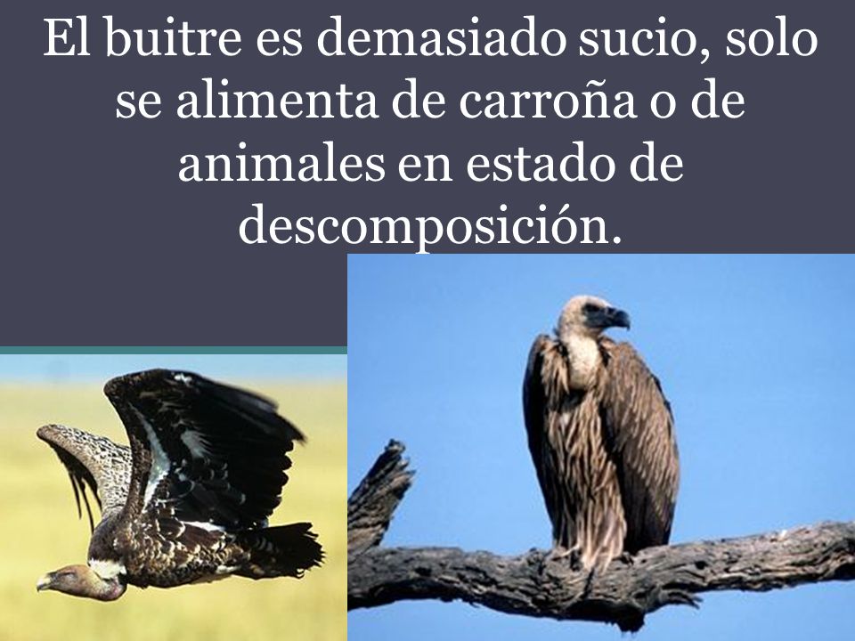 El buitre es demasiado sucio, solo se alimenta de carroña o de animales en estado de descomposición.