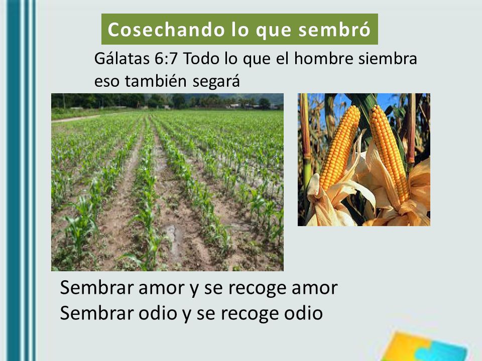 Cosechando lo que sembró