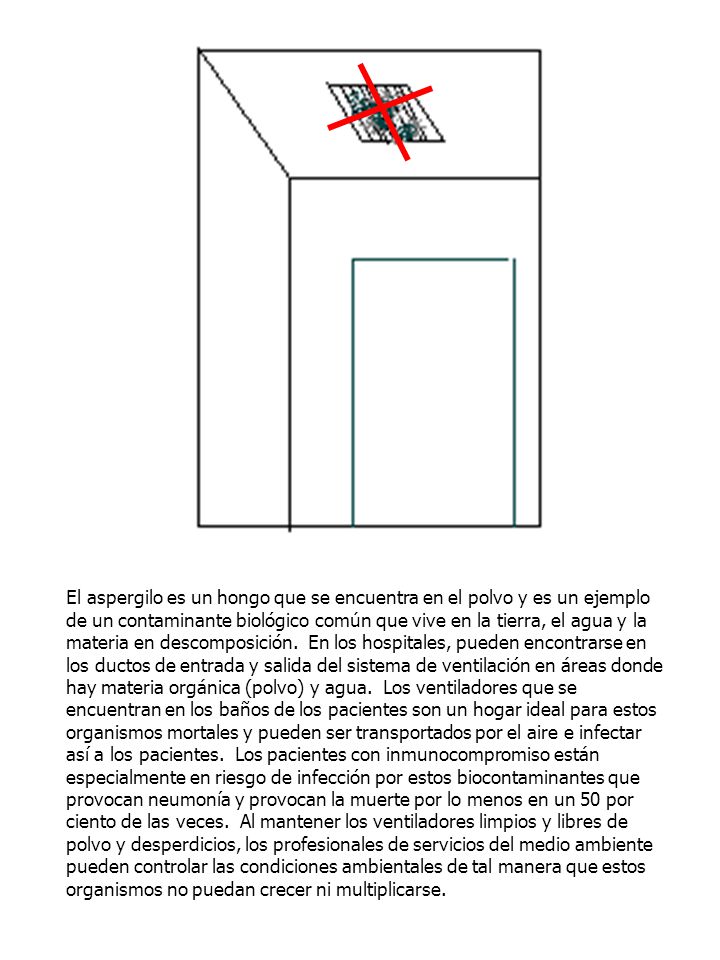 El aspergilo es un hongo que se encuentra en el polvo y es un ejemplo de un contaminante biológico común que vive en la tierra, el agua y la materia en descomposición.