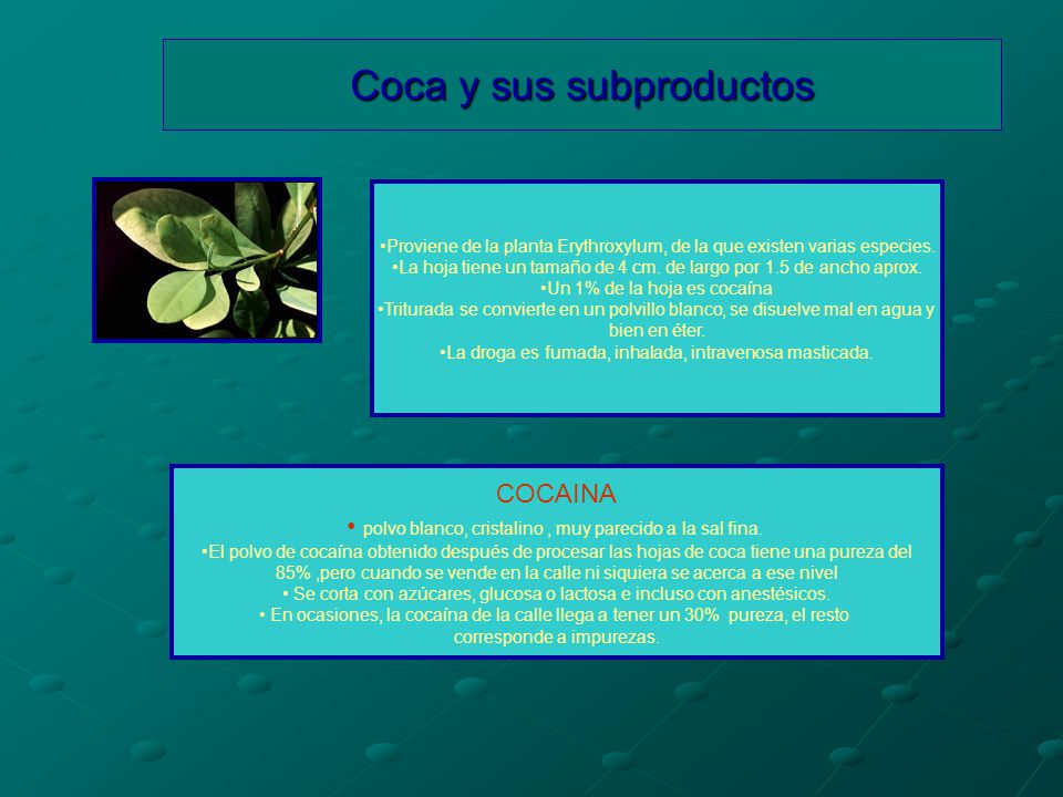 Coca y sus subproductos