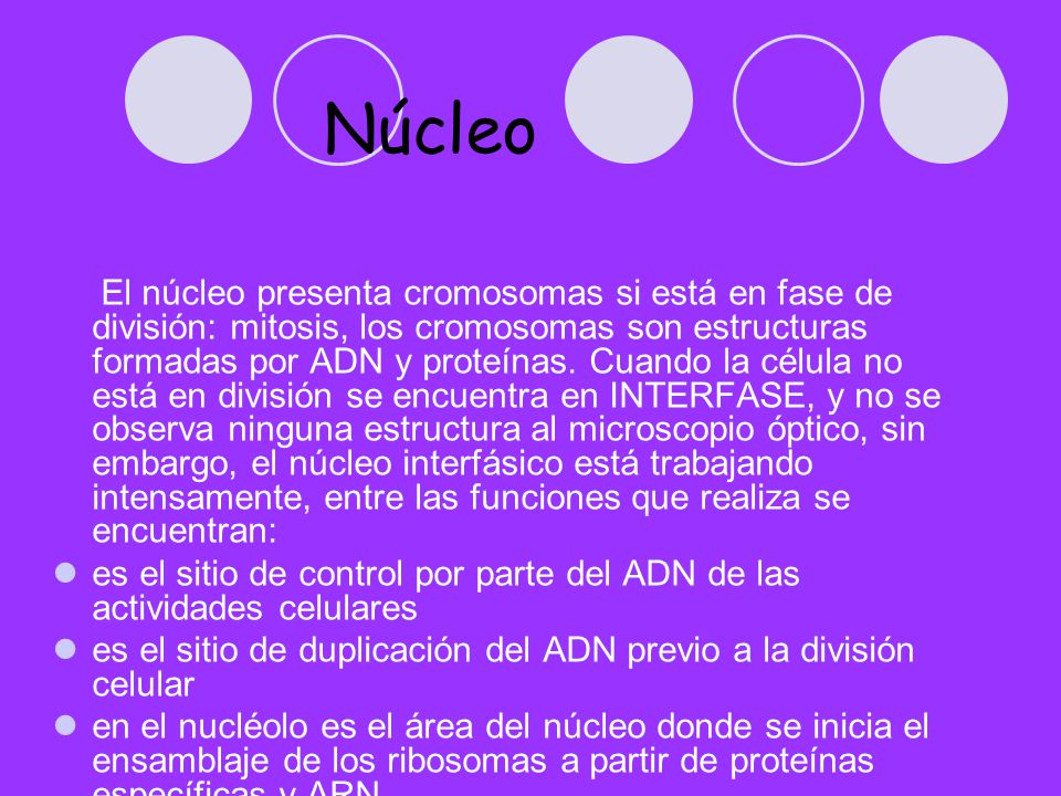 Núcleo