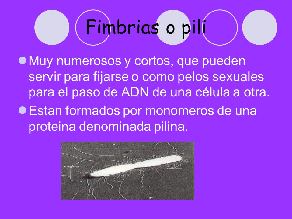 Fimbrias o pili Muy numerosos y cortos, que pueden servir para fijarse o como pelos sexuales para el paso de ADN de una célula a otra.