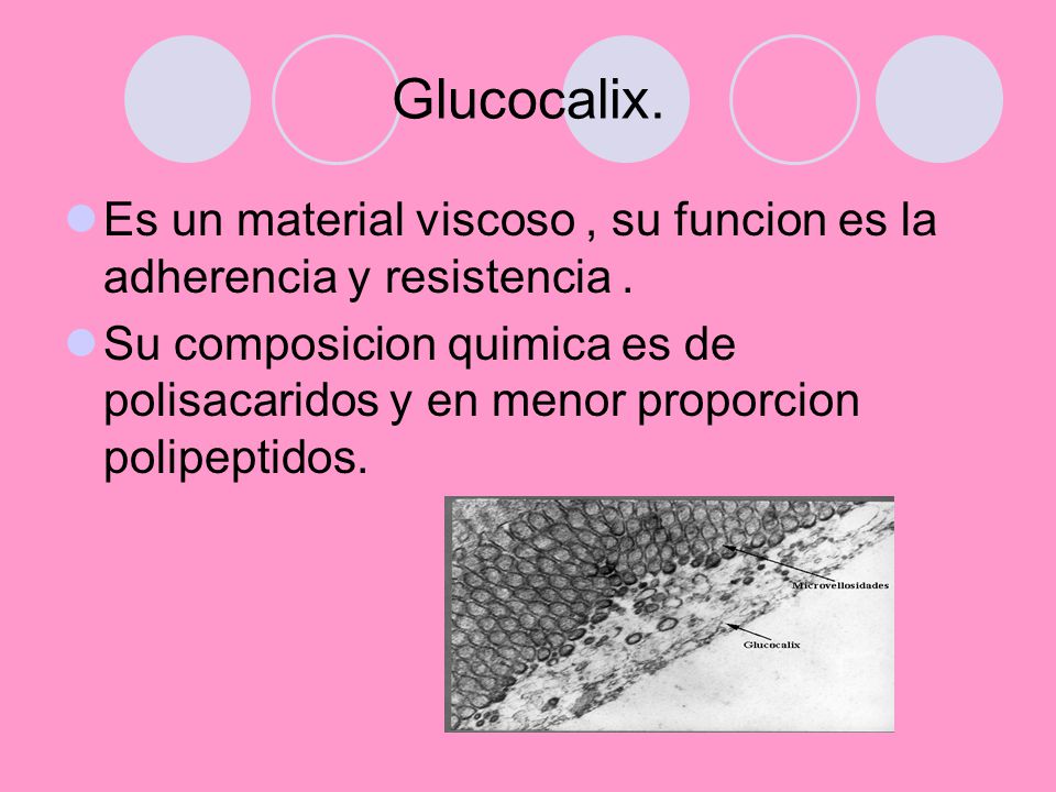 Glucocalix. Es un material viscoso , su funcion es la adherencia y resistencia .