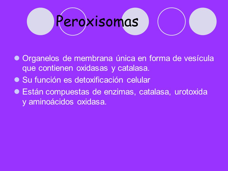 Peroxisomas Organelos de membrana única en forma de vesícula que contienen oxidasas y catalasa. Su función es detoxificación celular.