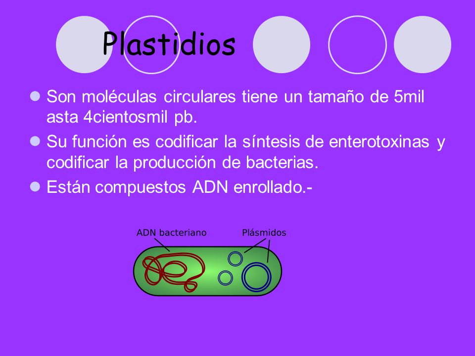 Plastidios Son moléculas circulares tiene un tamaño de 5mil asta 4cientosmil pb.