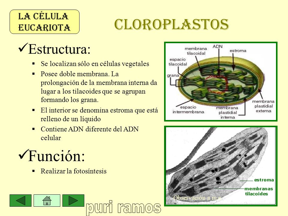 CLOROPLASTOS Función: Estructura: LA CÉLULA EUCARIOTA