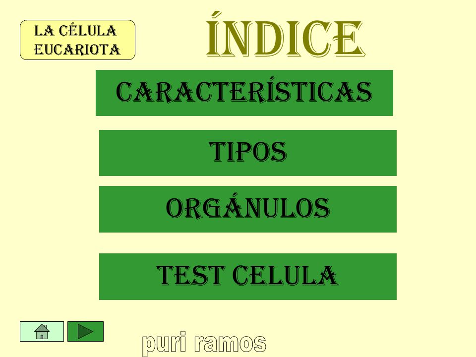 ÍNDICE LA CÉLULA EUCARIOTA CARACTERÍSTICAS TIPOS ORGÁNULOS TEST CELULA