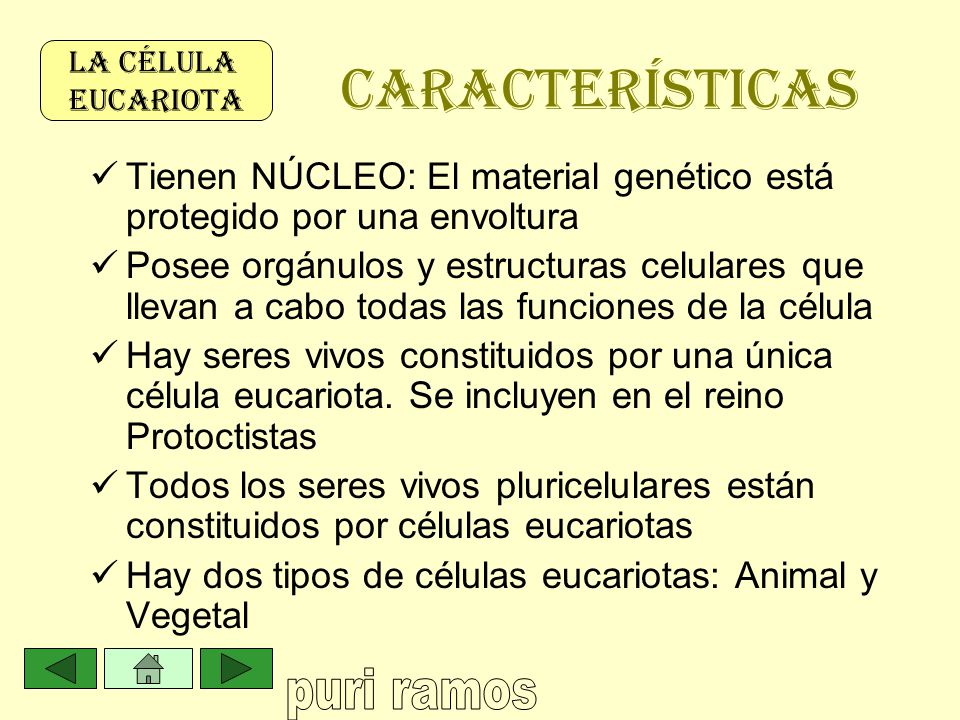 CARACTERÍSTICAS LA CÉLULA. EUCARIOTA. Tienen NÚCLEO: El material genético está protegido por una envoltura.