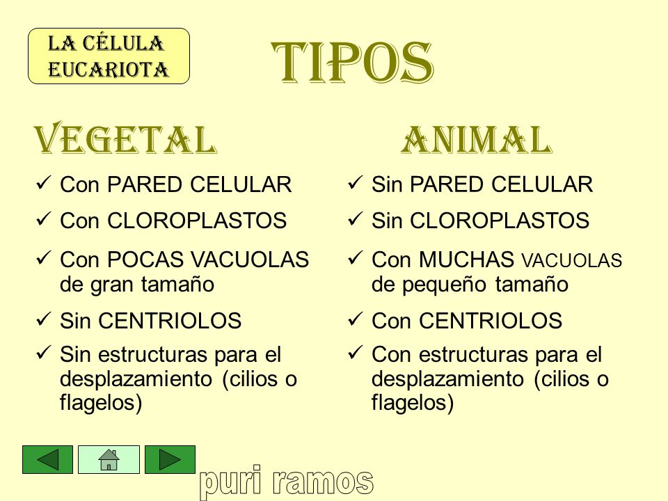 TIPOS VEGETAL ANIMAL LA CÉLULA EUCARIOTA Con PARED CELULAR